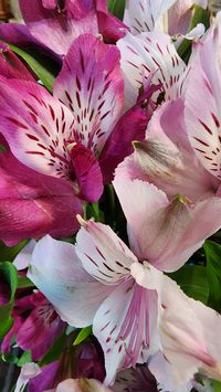 #alstroemeria #flowers #debbielabeaux