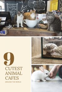 Featuring cats, dogs, woodland creatures, and farm animals, these animal cafes offer unforgettable experiences with the world’s cutest baristas.