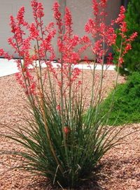 Red Yucca | Shoal Creek Nursery LLC | Austin, TX