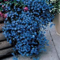 blue lobelia seeds | Fountain Blue Lobelia Flower Seeds