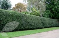 Tea Olive hedge to line our driveway. It blooms with beautiful white lace like flowers and many have said it smells heavenly! I'm looking forward to this treat.