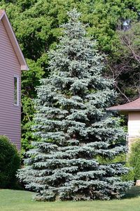 How to Plant and Grow a Colorado Blue Spruce Tree | HGTV