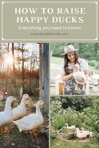 Everything You Need To Know On How To Raise Happy Ducks! - Azure Farm