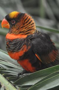 Dusky Lory