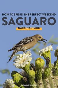 11 Beautiful Things to Do in Saguaro National Park