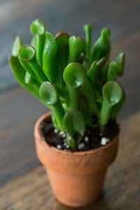 Succulents Explained: How to Identify and Grow 12 Favorites