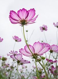 Free Image on Pixabay - Cosmos, Plants, Flowers, Purple