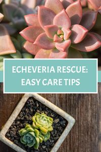 Are you observing the gradual demise of your Echeveria, yet unsure about the underlying reasons? Explore effective solutions and unravel the mystery behind its deterioration.