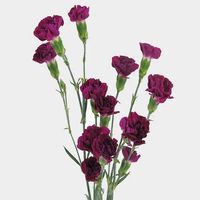 Purple Mini Carnation Flowers - Wholesale - Blooms By The Box