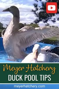 Watch as Jess shares some of her favorite tips for a DIY duck pool that is especially handy in the summer time! These tips work for any types of waterfowl looking to take a swim! Use MHYT at meyerhatchery.com for $5 off your order! (one-time use per customer) #meyerhatchery #backyardducks #duckpool #ducks #whitepekin #khakicampbell #ducklings #ducks #farmducks