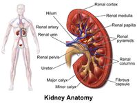 FEBRUARY 4, 2020  How to Repair Your Kidneys Naturally Using Baking Soda    Treatment: On the first day, dissolve 1/2 teaspoon baking soda under the tongue. The next day, mix 1/2 teaspoon of baking soda with 1/2 teaspoon of salt into 1.5 liters of water, and drink each day for 2-3 days.  A daily dose of sodium bicarbonate slows the decline of kidney function in advanced ckd