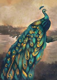 Peacock by lucirgo on DeviantArt