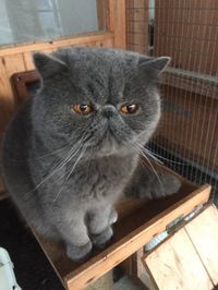 WAITING LIST! Exotic Shorthairs due soon! | Thetford, Norfolk | Pets4Homes