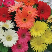 Amazon.com : Outsidepride Gerbera Daisy Indoor House Plant or Flower Mix for Outdoor Containers, Pots, Planters, Beds - 100 Seeds : Flowering Plants : Patio, Lawn & Garden