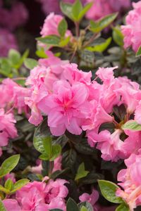 If there’s one color that we love, it’s PINK! 🌸 And with Encore Azaleas, you can keep that vibrant hue blooming from spring through fall. Meet one of our favorites – Autumn Carnation 🫶 With its ruffled pink 2 ½-inch blossoms, it’s not just a garden standout; it’s boutonniere-worthy for that white sports coat, too! 👔 Our pink varieties, including Autumn Carnation, are cold hardy from zones 6a-10b and thrive best in organic, well-drained soil. Add a touch of compost or organic matter for perfe...