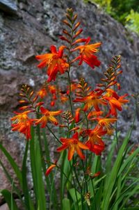 25 Best Perennials with Orange Flowers | Balcony Garden Web