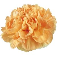 Fresh Cut Carnation Flower Light Orange