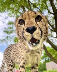 #cheetah #wildlife #animal #leopard #wildanimals #wild #pinterest #africa #beautiful #majestic #animallovers #animals #animalsnature