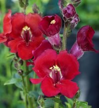 Antirrhinum majus 'Chantilly Velvet' "Snapdragon" - Buy Online at Annie's Annuals