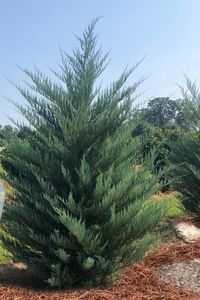 Buy Burkii Eastern Red Cedar| FREE SHIPPING | Wilson Bros Gardens | 7 Gallon Pot (4-5 feet tall) for sale online