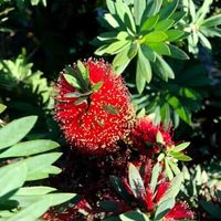 Callistemon Citrinus Care: Growing The Little John Bottlebrush