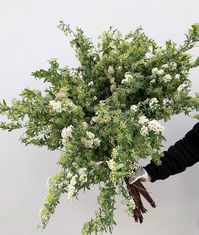 DVFlora on Instagram: “OMG 😱 What a lovely Friday treat!! We are in Spirea Heaven with these White Kodemari bunches. So whimsical and dreamy... might I add,…”