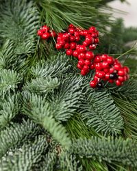 Fresh Cedar Forest Christmas Wreath and Garland | Balsam Hill