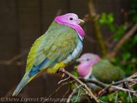 Pink-Headed Fruit Dove | Steve Liptrot photography