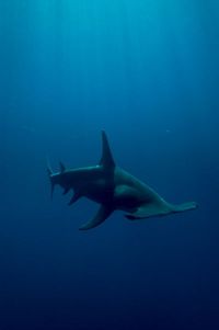 Great Hammerhead Shark (Sphyrna mokarran)