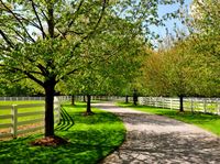 This has gotta my fav pastures ever!!!!!! trees by the pasture