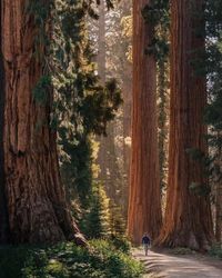 Sequoia National Park, California