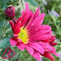 Finally, my chrysanthemum bloomed. I transplanted in the front yard some time ago. I was not really hopeful after the last week’s snow This week was comparatively warmer and here it is. I am not sure if it will survive the winter, if it is a hardy sort or if it will continue blooming, just enjoying the blooms. (🌤️ 1-10°C)