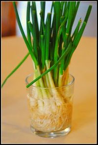 The next time you have green onions, don't throw away the white ends. Simply submerge them in a glass of water and place them in a sunny window. Your onions will begin to grow almost immediately and can be harvested almost indefinitely.