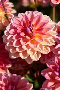 Dahlia Pacific View | Dahlia Tubers | DutchGrown™