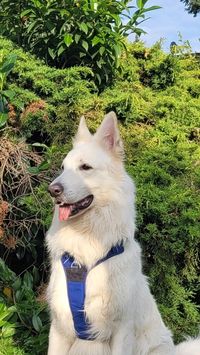 White shepherd, Berger Blanc Suisse, Weißer Schweizer Schäferhund, Ares