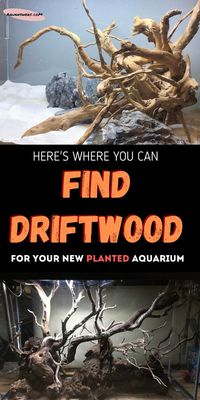 Do you want to bring nature to your home? In this article you'll learn where to find beautiful driftwood pieces for your house decor or aquarium.