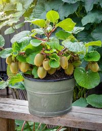 Growing bountiful kiwi fruit in a container by following these easy steps