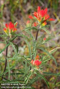 Castilleja applegatei ssp. pinetorum | Wavy-leaved Paintbrush | Wildflowers of the Pacific Northwest