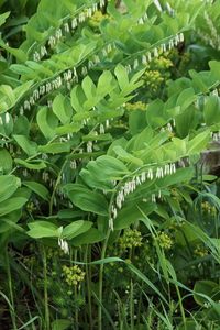 more info: www.missouribotanicalgarden.org/PlantFinder/PlantFinderDetails.aspx?kempercode=e750 | www.prairiemoon.com/polygonatum-biflorum-solomons-seal-prairie-moon-nursery.html | plants.ces.ncsu.edu/plants/polygonatum-biflorum/