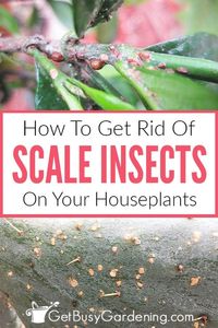 Trying to get rid of plant scale? Learn all about identifying scale insect infestations. as opposed to other houseplant pests, and how to control them. Find out how to make your own natural pest control solution with my homemade insecticide soap, and other non-chemical options. Get rid of scale bugs before they attack your other plants by identifying where they are hiding, and how to kill them without harming your houseplants. Learn all about containing and stopping this harmful insect.