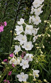 Delphinium belladonna 'Casablanca' - Buy Online at Annie's Annuals