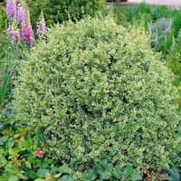 20 Boxwood Companion Plant Ideas For Beauty & Functionality