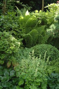 Shade garden with fern, boxwood, lady's mantel, wild ginger and more...