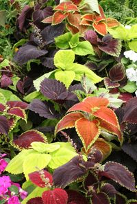 Coleus has remained a popular plant ever since it rose to favor during the Victorian age. The leaves of this inexpensive and versatile plant come in a bewildering array of colors, patterns, shapes, and sizes.