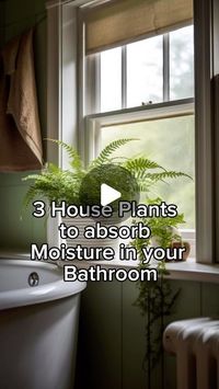 RootGrowings on Instagram: "3 House Plants to Absorb Moisture in Bathroom 🛀🌿 Discover the magic of Boston Fern, English Ivy, and Peace Lily as we explore how these houseplants turn your bathroom into a lush sanctuary, reducing moisture, and adding a touch of greenery! 🌿✨ #BathroomPlants #MoistureControl #GreenOasis #PlantMagic #HomeSanctuary"