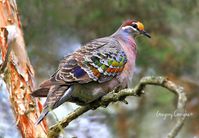 Common Bronzewing (Phaps chalcoptera), Australia. Photo: Gregory F. Coonghe‎.