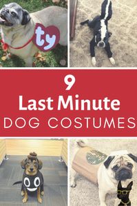 9 Best Last Minute & DIY Dog Halloween Costumes | SO Easy!