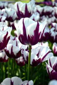 Tulip Blueberry Ripple, Flower Bulbs | Caribbeangardenseed