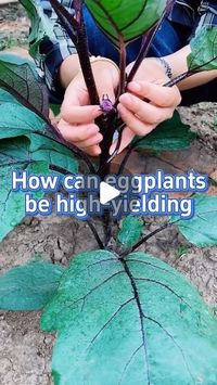 SeedToHarvest on Instagram: "How to produce more eggplant fruit #garden #gardening #gardeningtips #planting #farming #eggplant #veggiegardening"