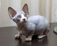 Bambino Cat, price, breed, personality, diseases and care.